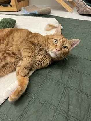 A senior medium-sized male Domestic Short Hair cat named Scotch for adoption in New Hope, PA