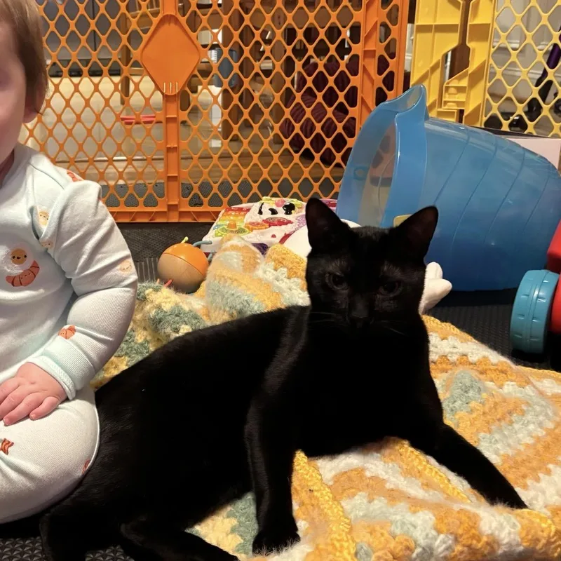 A young medium-sized female Black Domestic Short Hair cat named Sumac for adoption in Hyattsville, MD