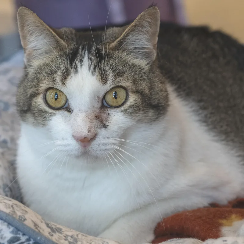 A senior medium-sized male Tabby (Brown / Chocolate) Domestic Short Hair cat named Gizmo for adoption in Pontiac, MI