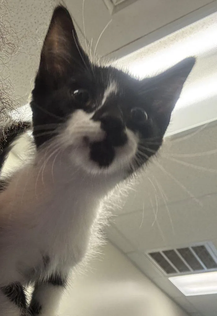A young small-sized female Black & White / Tuxedo Domestic Short Hair cat named Alice for adoption in Hilton Head Island, SC