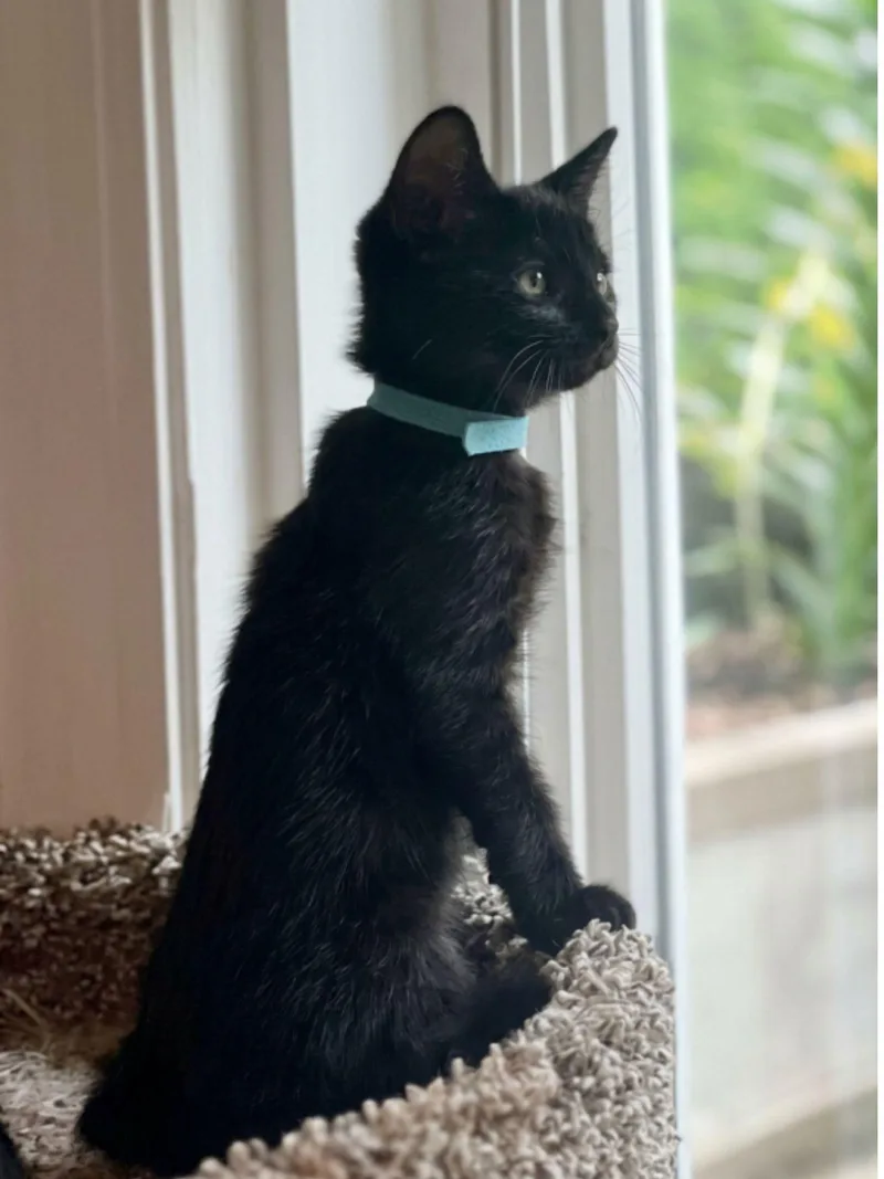 A baby medium-sized male Black Domestic Short Hair cat named Bluebell for adoption in Wheaton, IL
