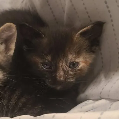A baby small-sized female Tortoiseshell Domestic Short Hair cat named Tomato for adoption in Long Beach, CA