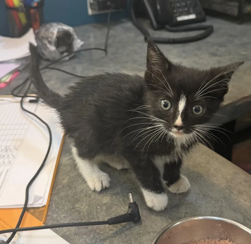 A baby medium-sized female Black & White / Tuxedo Domestic Short Hair cat named Scottie for adoption in Hudson, NY