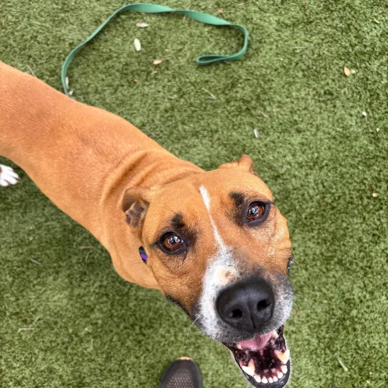 An adult medium-sized female Yellow / Tan / Blond / Fawn Mixed Breed dog named Shannon for adoption in Sarasota, FL