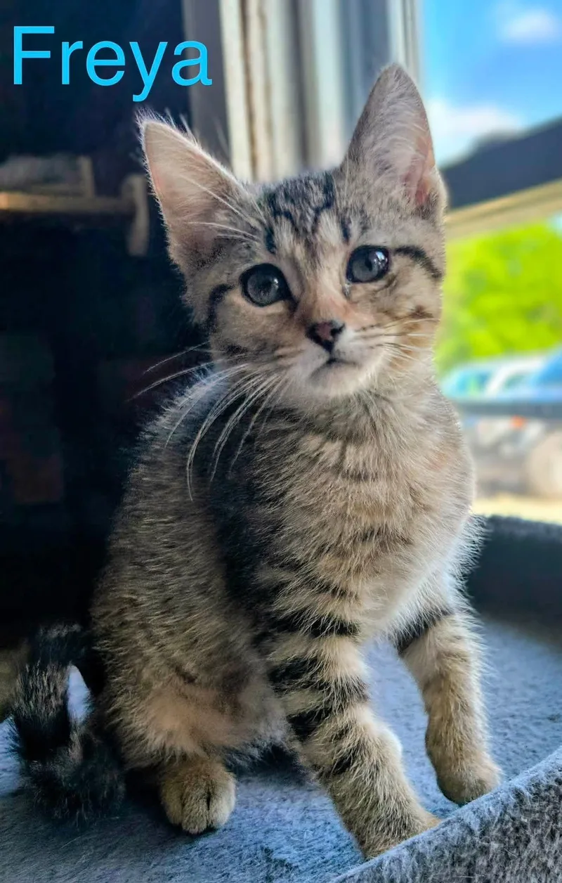 A young medium-sized female Tabby (Buff / Tan / Fawn) Domestic Short Hair cat named Freya for adoption in Loogootee, IN