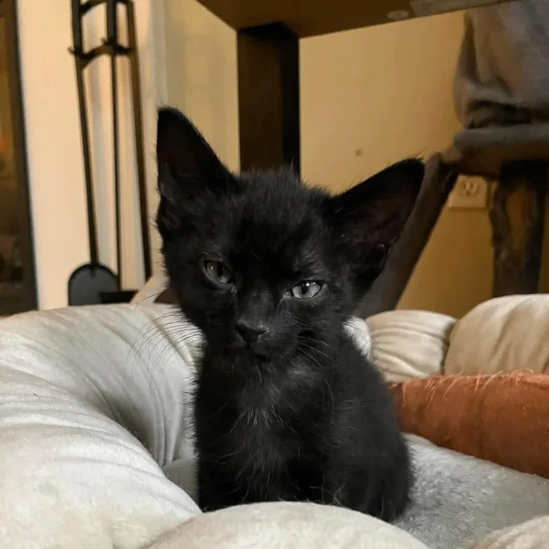 Artemis