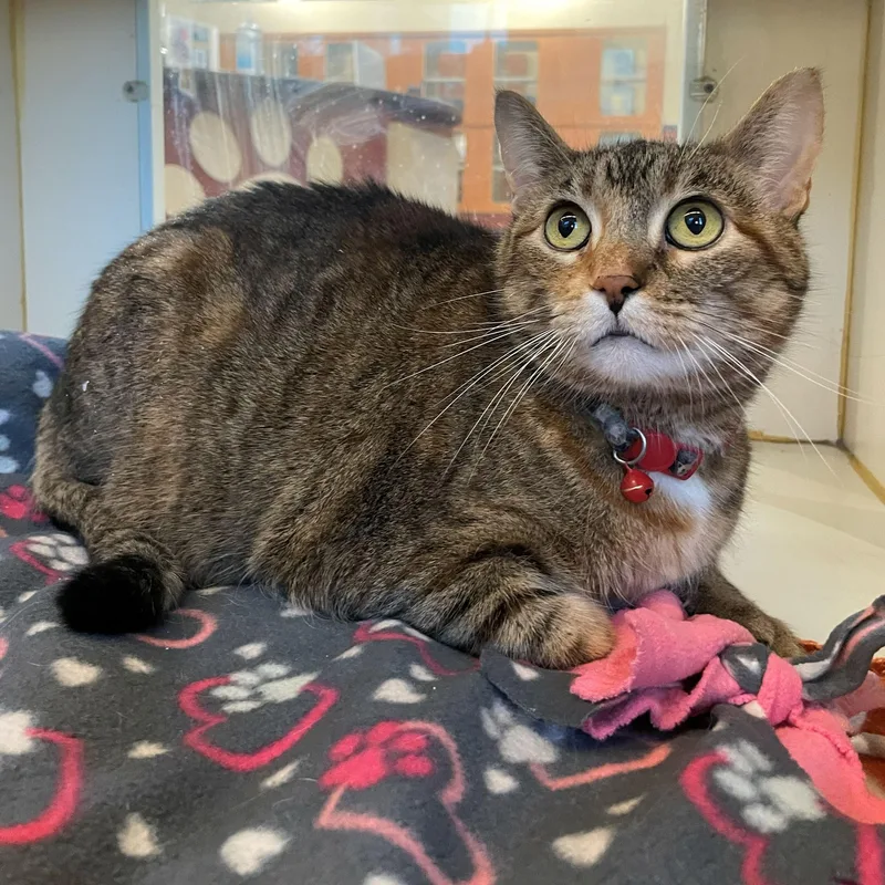 An adult large-sized female Domestic Short Hair cat named Alice for adoption in Rochester, MN