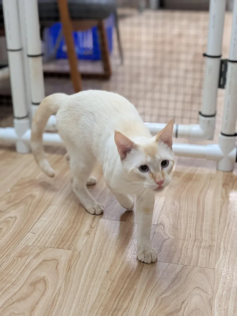 An adult medium-sized male Flame Point Domestic Short Hair cat named Hobbes for adoption in St. Augustine, FL