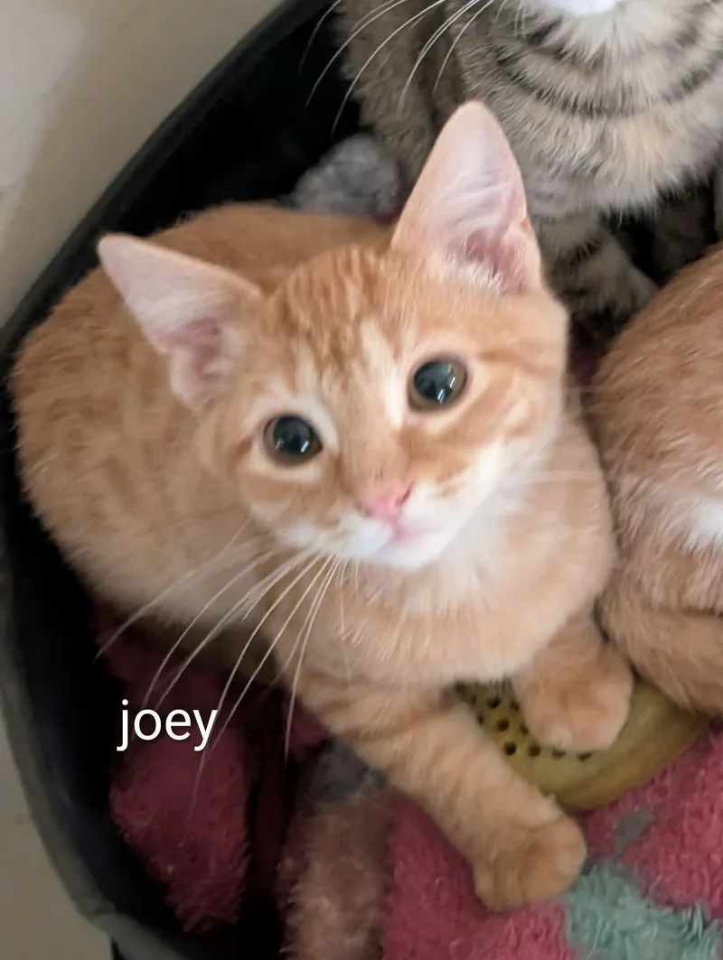 A baby small-sized female Domestic Short Hair cat named Joey for adoption in Randolph, AL