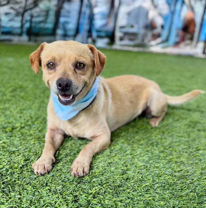A young small-sized male Chihuahua dog named Snowflake for adoption in Ellijay, GA