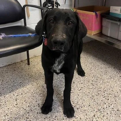 An adult medium-sized male Mixed Breed dog named Utah for adoption in West Chester, PA
