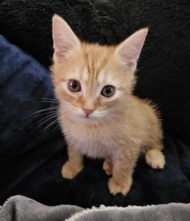 A baby medium-sized male Tabby (Orange / Red) Domestic Short Hair cat named Charmeleon for adoption in New York, NY