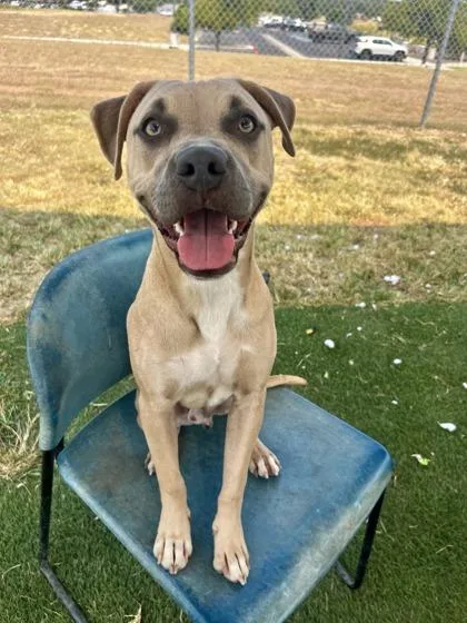 A young large-sized male Apricot / Beige Mixed Breed dog named Archie for adoption in Georgetown, TX