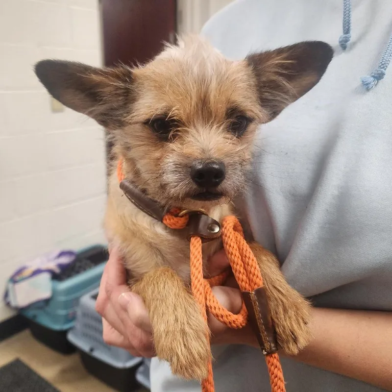 An adult small-sized male Yellow / Tan / Blond / Fawn Mixed Breed dog named Yorkstray for adoption in York, PA