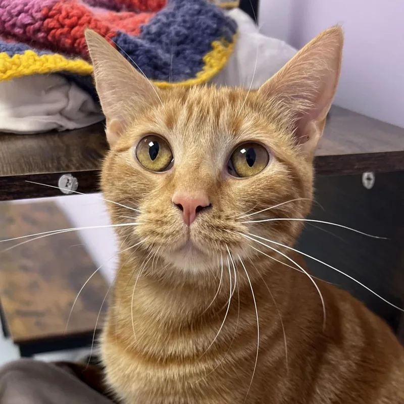 A young medium-sized male Orange / Red Domestic Short Hair cat named Parrot for adoption in Boston, MA