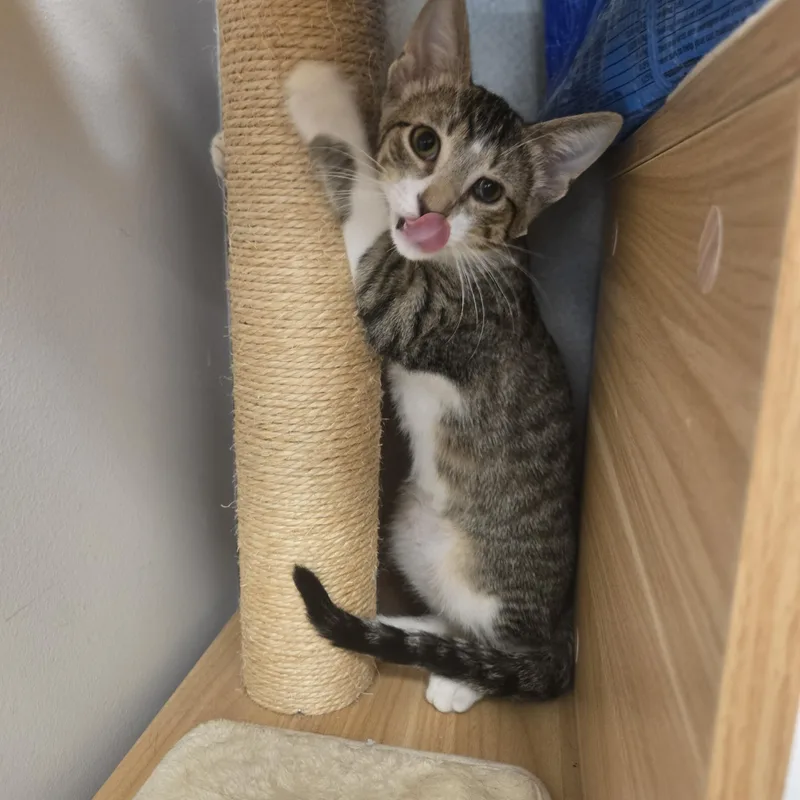 A baby small-sized male Tabby (Brown / Chocolate) Domestic Short Hair cat named Morris for adoption in Sedalia, MO
