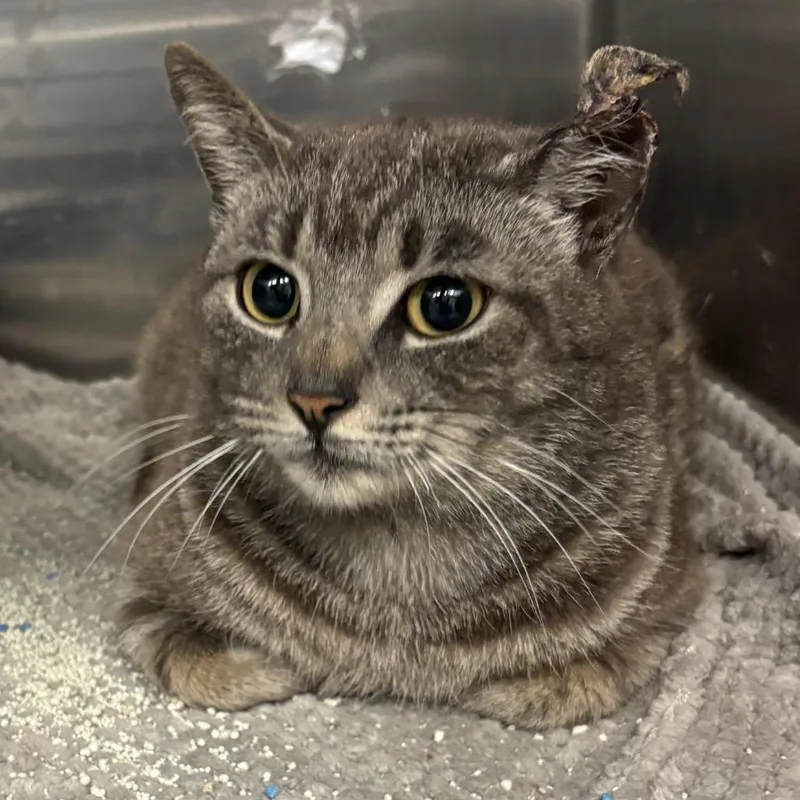 An adult large-sized female Gray / Blue / Silver Domestic Short Hair cat named Candyland for adoption in Los Angeles, CA