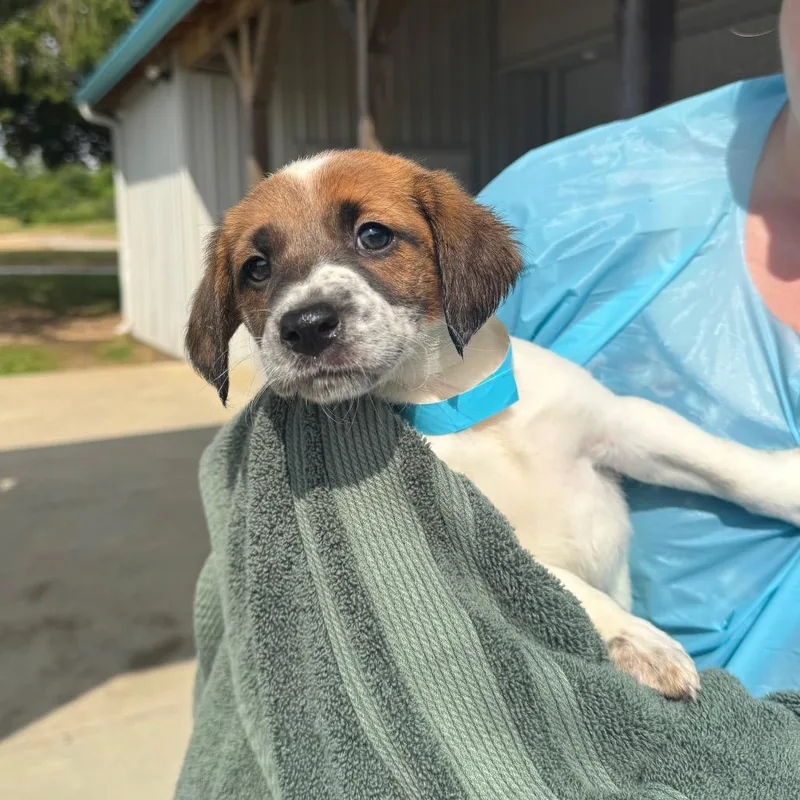 A baby small-sized male White / Cream Mixed Breed dog named Ferret for adoption in Hendersonville, NC