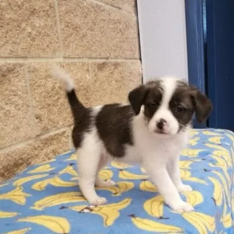 A baby small-sized female Black Terrier dog named Miss Moose for adoption in Beaumont, TX