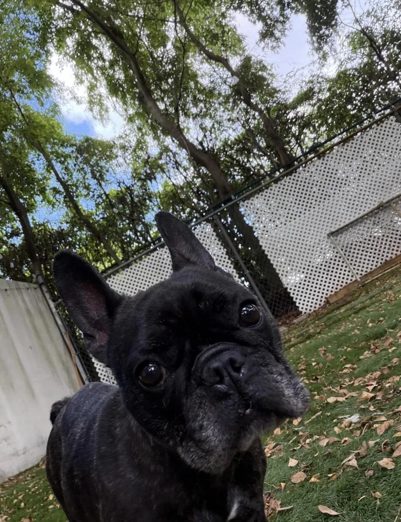 A young small-sized female French Bulldog dog named Gypsy for adoption in Lauderhill, FL