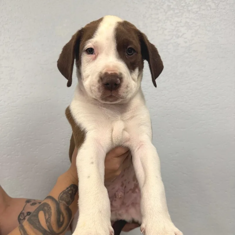 A baby small-sized male Red / Chestnut / Orange American Bulldog dog named Perci for adoption in Waco, TX