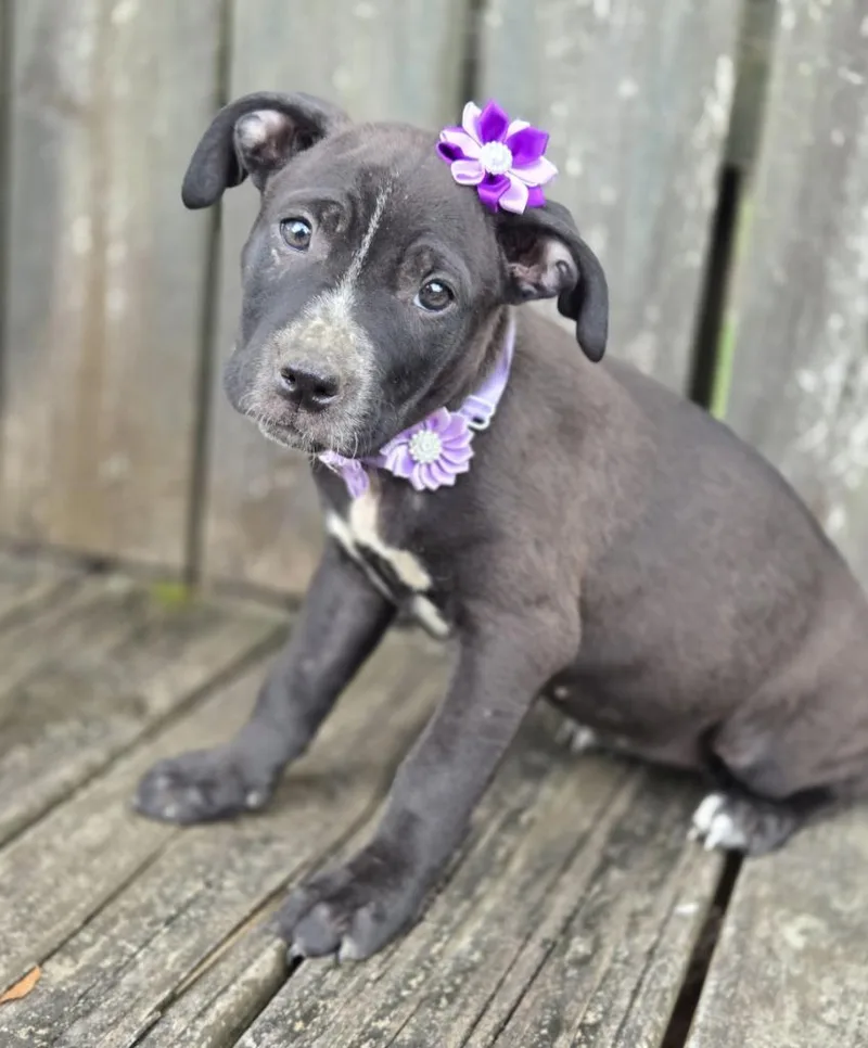 A baby medium-sized female Affenpinscher dog named Dottie for adoption in Hartsville, SC