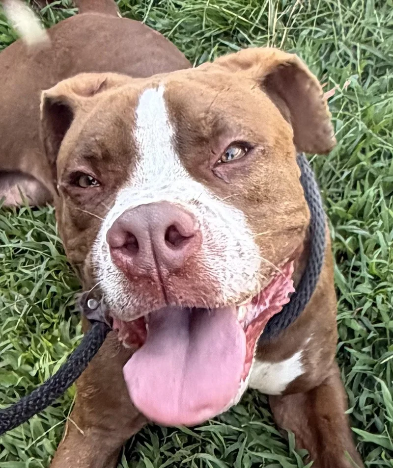 A young medium-sized male Boxer dog named Kyle for adoption in Carrollton, GA
