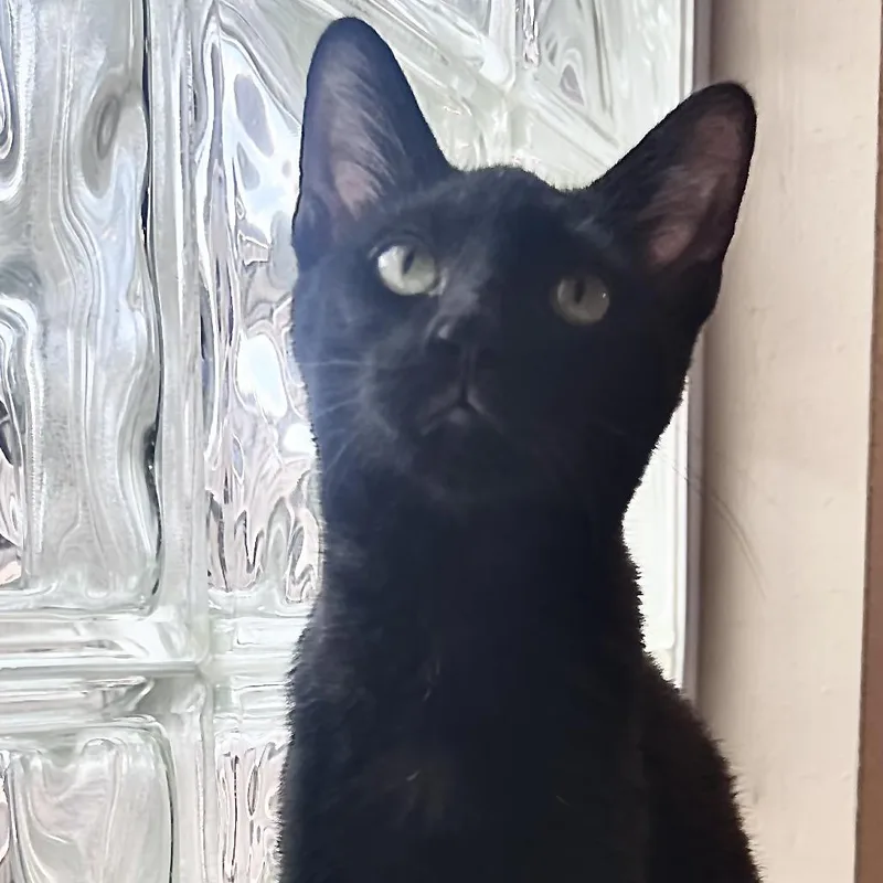 A baby small-sized female Black Domestic Short Hair cat named Hallie for adoption in Houston, TX