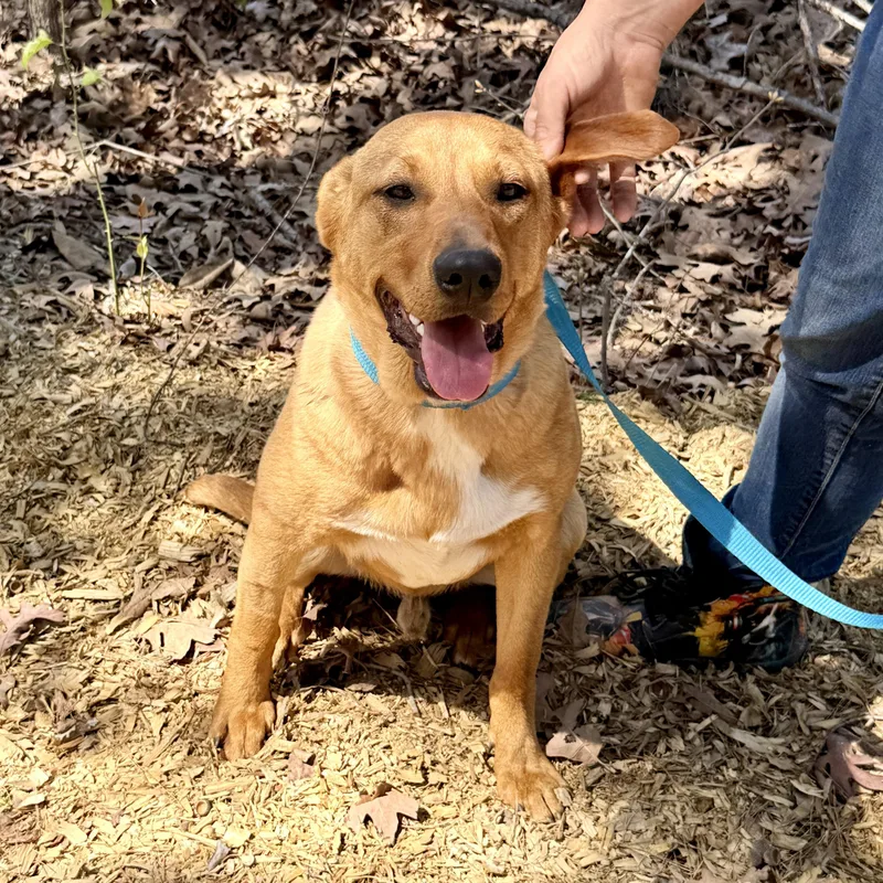 A young medium-sized male Feist dog named Royal for adoption in Queen City, TX