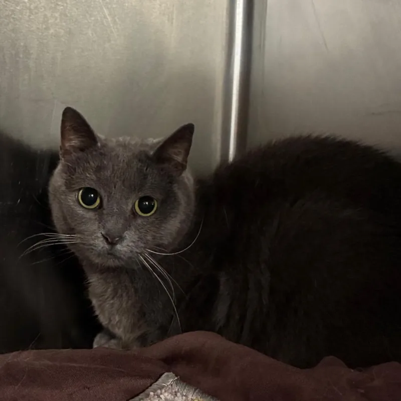 An adult medium-sized male Gray / Blue / Silver Domestic Short Hair cat named Phineas for adoption in Manhattan, KS