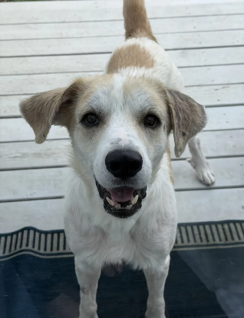 A young large-sized male English Setter dog named Gus for adoption in Plainfield, IL