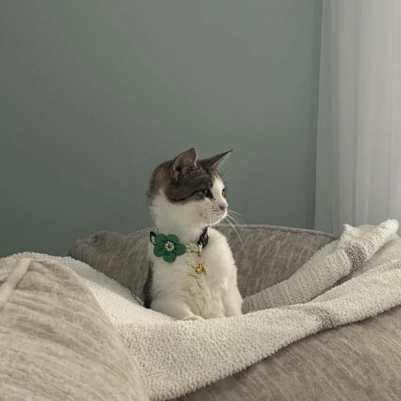Gracie thumbnail 3