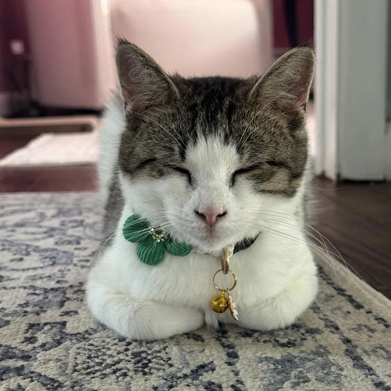 Gracie thumbnail 4