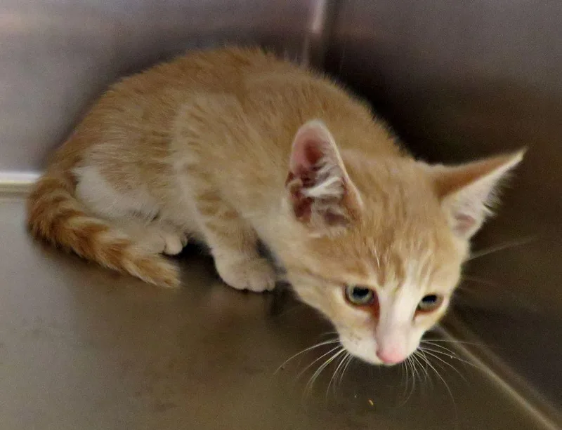A baby medium-sized male Tabby (Buff / Tan / Fawn) Domestic Short Hair cat named Bowen for adoption in Lexington, VA