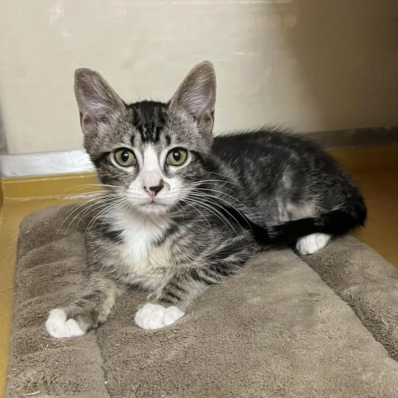 A baby medium-sized female Black Domestic Short Hair cat named Seattle for adoption in Las Vegas, NV