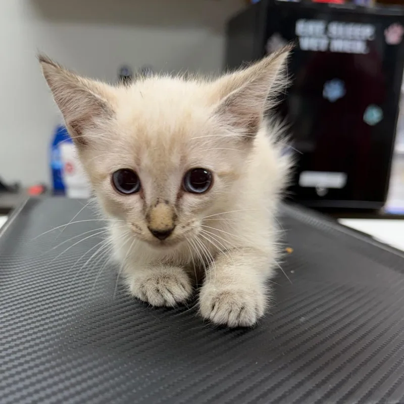 A baby small-sized male Domestic Short Hair cat named White Hall for adoption in Starkville, MS