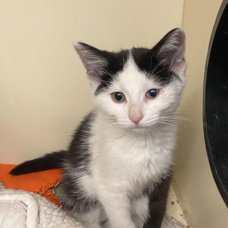A baby small-sized female Black Domestic Short Hair cat named Angelfish for adoption in Dayton, OH