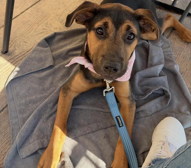 A baby medium-sized female Mountain Cur dog named Dm for adoption in Pembroke, MA