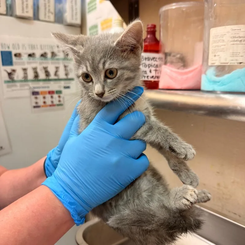 A baby small-sized female Gray / Blue / Silver Domestic Short Hair cat named Lottie for adoption in Birmingham, AL
