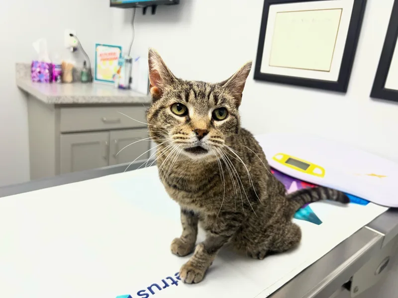 A senior medium-sized female Tabby (Brown / Chocolate) Domestic Short Hair cat named Hallie for adoption in Columbus, OH