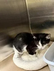 A young medium-sized male Black & White / Tuxedo Domestic Short Hair cat named Oreo Cakester for adoption in Trenton, NJ