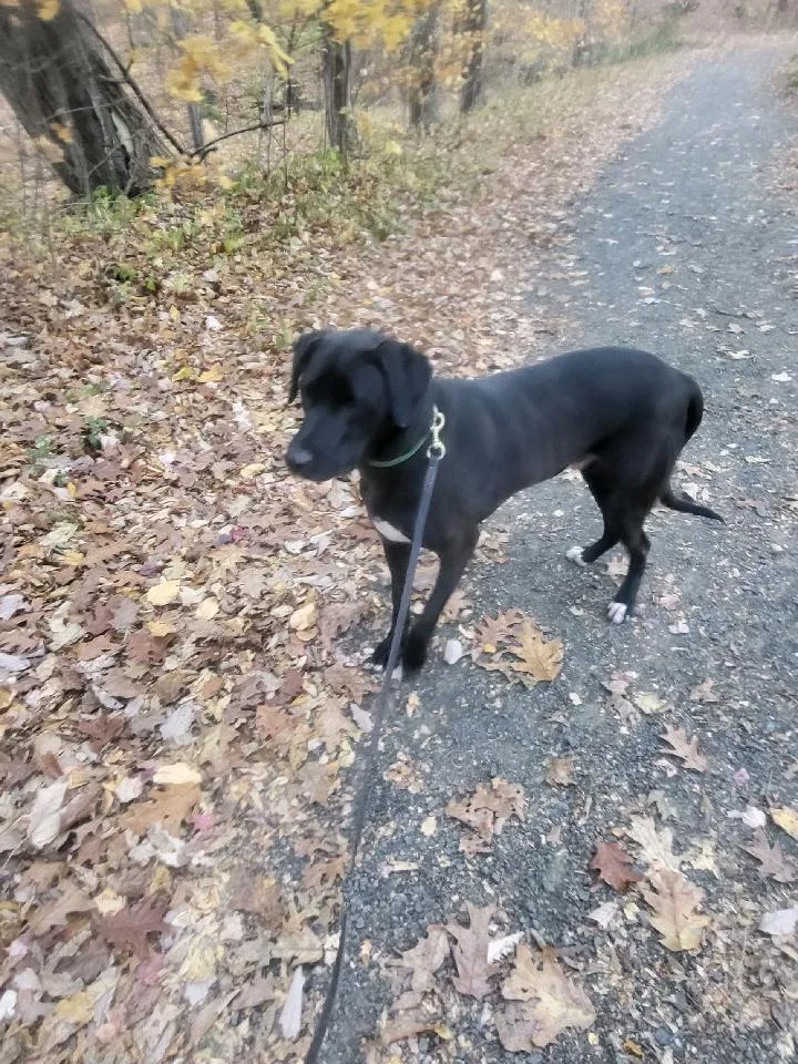 Mitchell thumbnail 2