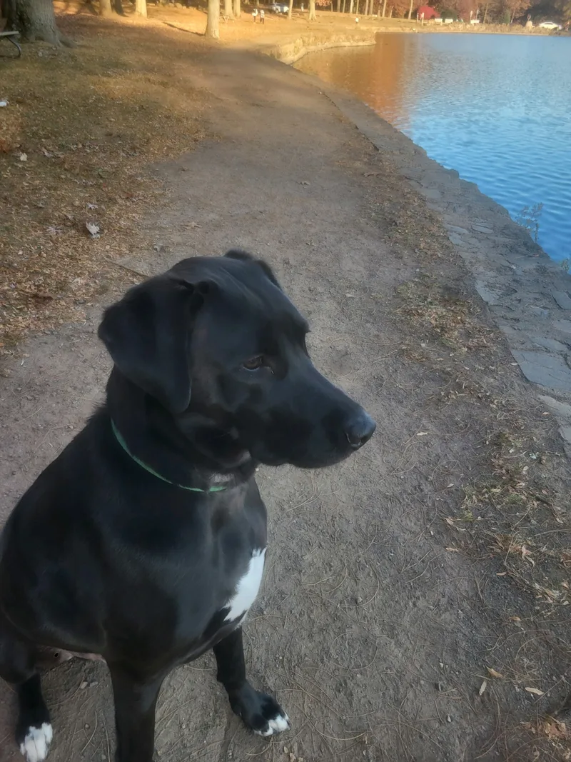 Mitchell thumbnail 4