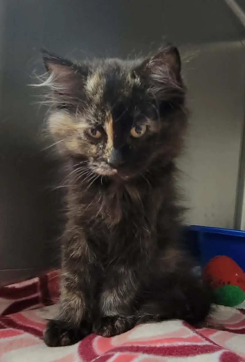 A baby medium-sized female Tortoiseshell cat named Darcy for adoption in Portage, WI