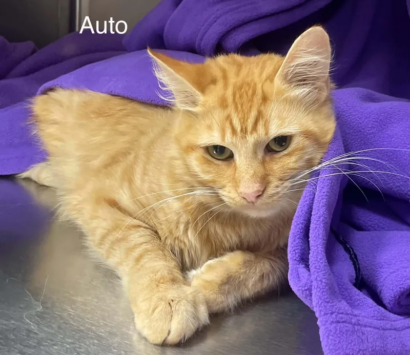 A young medium-sized male Tabby (Orange / Red) Tabby cat named Auto for adoption in Wyandotte, MI