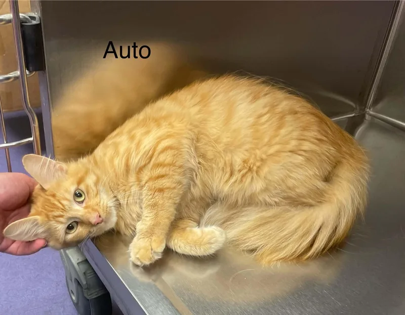 Auto thumbnail 2