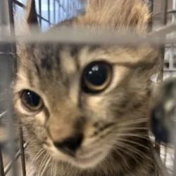 A baby medium-sized female Domestic Long Hair cat named Riley for adoption in Brenham, TX