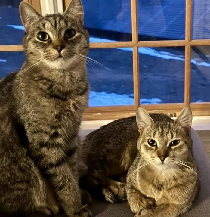 A young medium-sized male Tabby (Tiger Striped) Domestic Short Hair cat named Kiki & Cici for adoption in Andover, CT