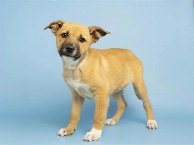 A baby small-sized female Dutch Shepherd dog named Clover for adoption in Phoenix, AZ