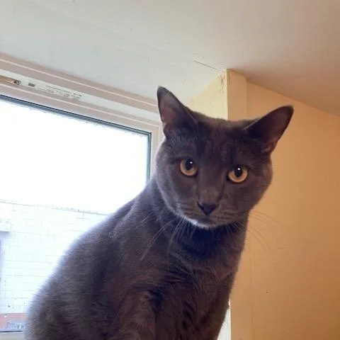 A young medium-sized female Gray / Blue / Silver Domestic Short Hair cat named Astor for adoption in Kankakee, IL